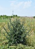 Onopordum acanthium