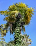 Trachycarpus fortunei