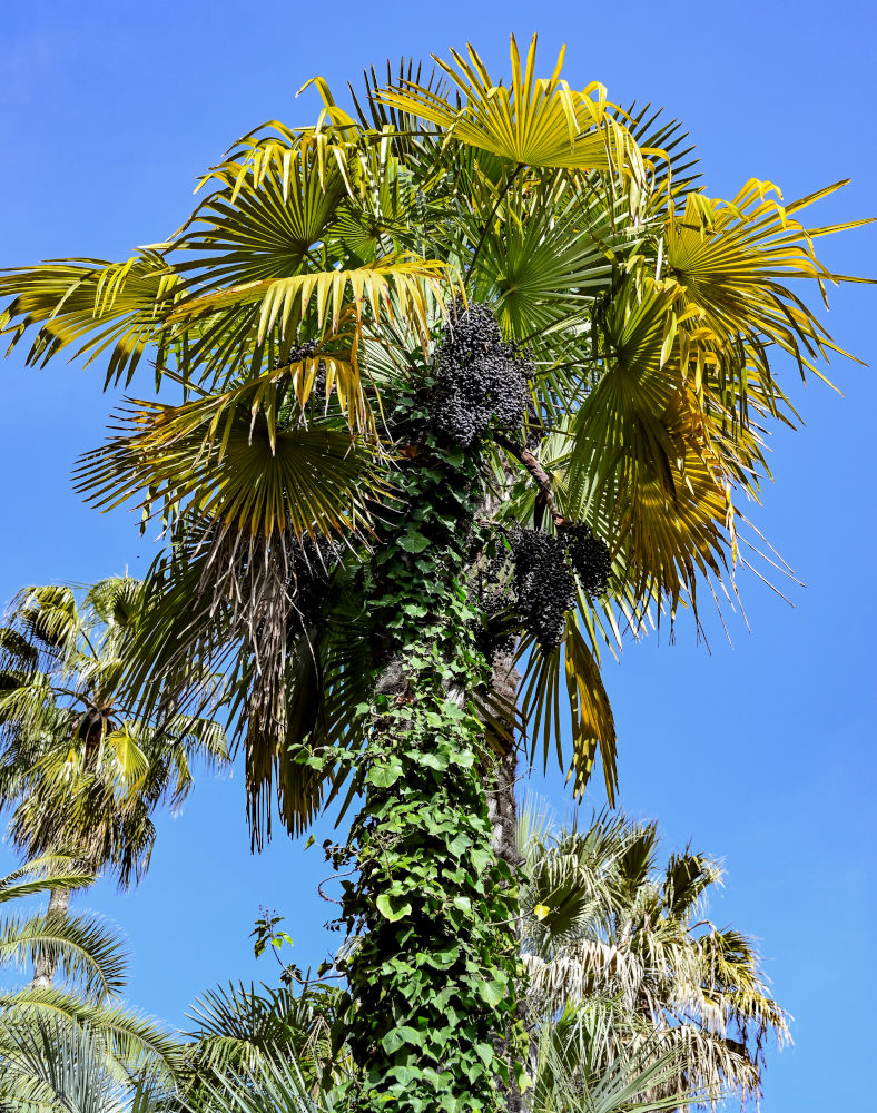 Image of Trachycarpus fortunei specimen.