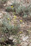 род Erysimum