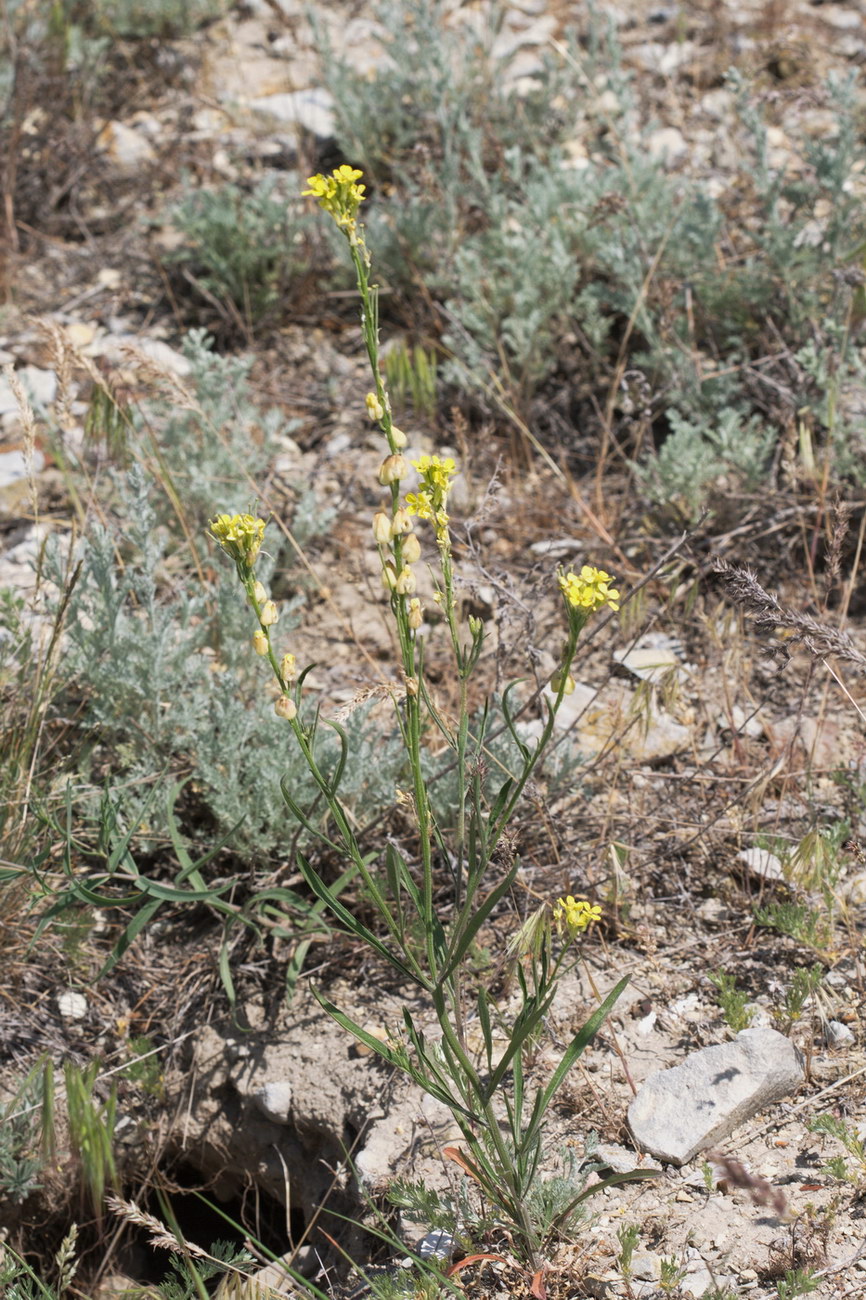 Image of genus Erysimum specimen.
