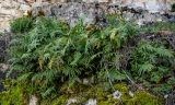 Polypodium cambricum. Спороносящие растения с сообществе с мхами. Краснодарский край, Сочи, Хостинский р-н, ущ. р. Большая Хоста, на скале. 11.03.2025.