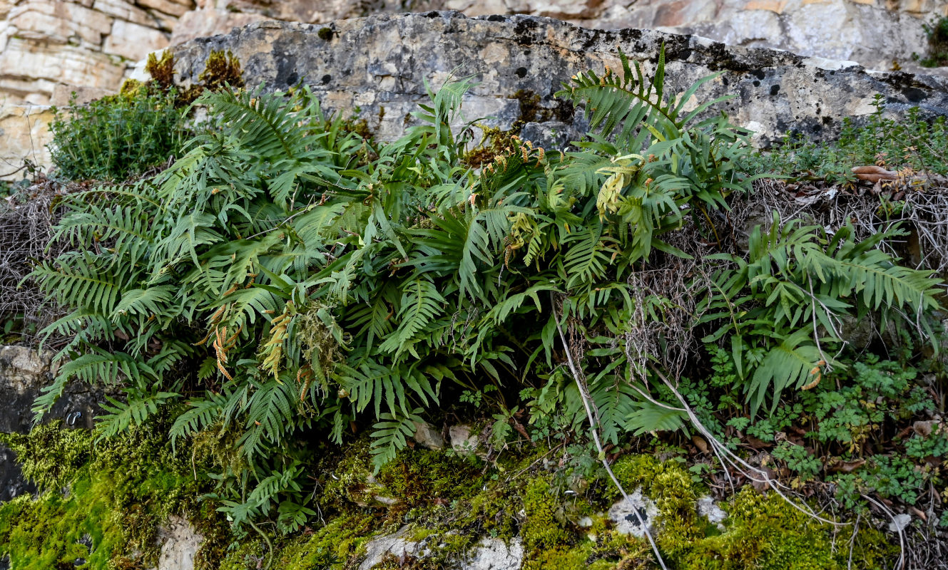 Image of Polypodium cambricum specimen.