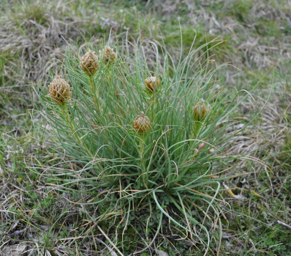 Image of Asphodeline lutea specimen.