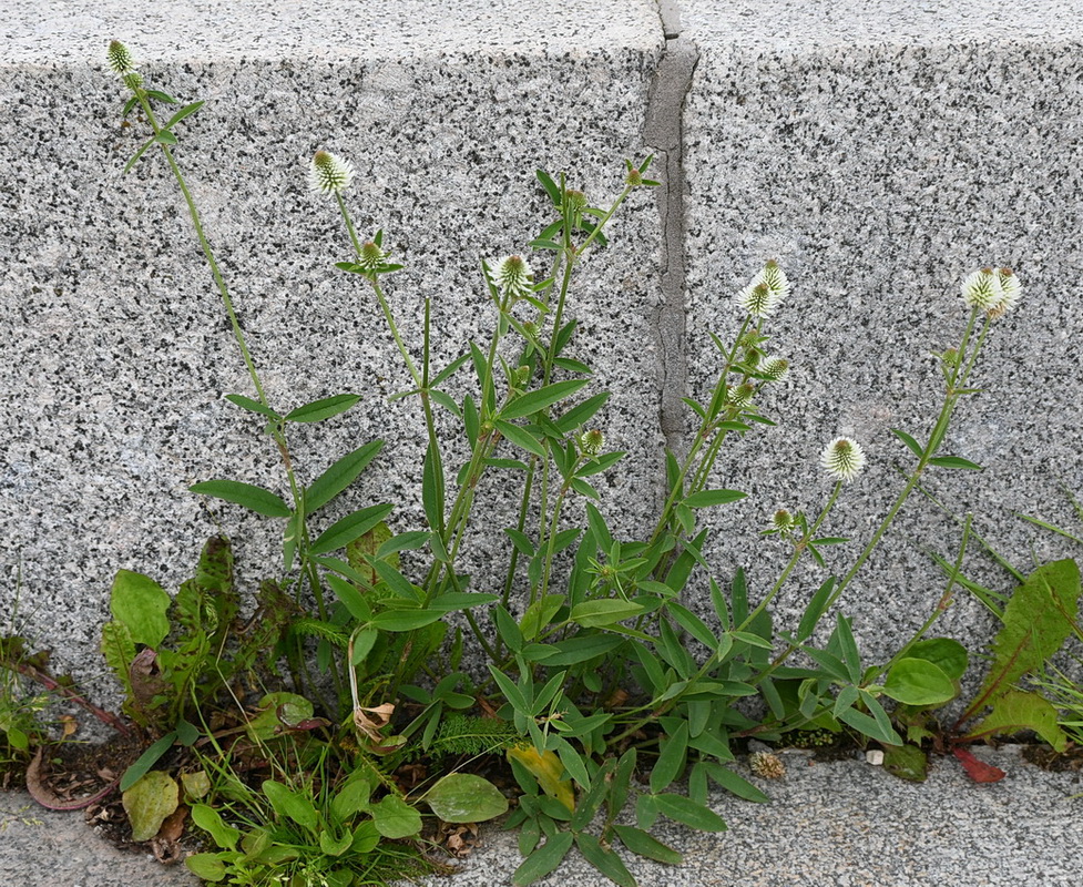 Image of Trifolium montanum specimen.