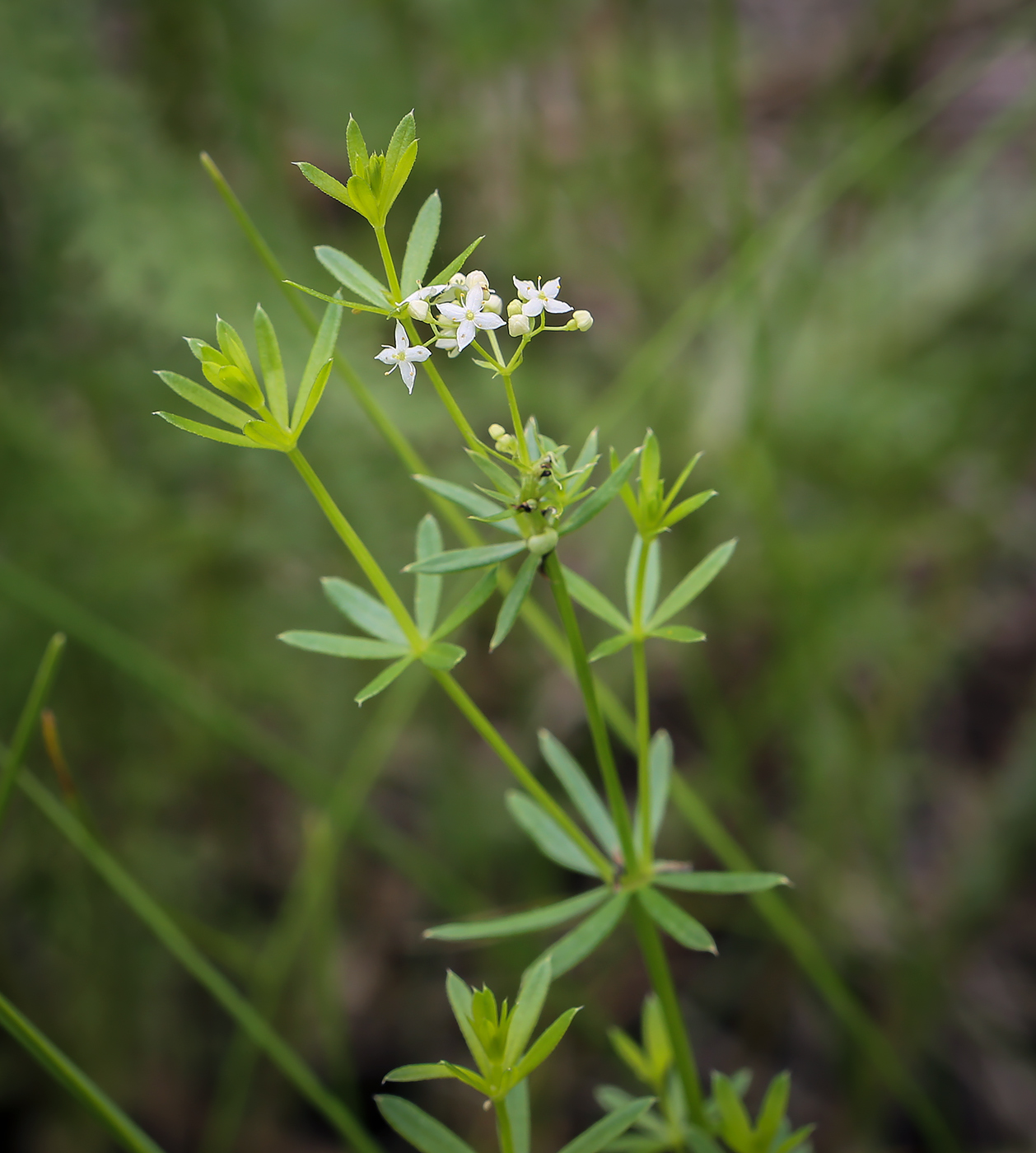 Изображение особи Galium mollugo.