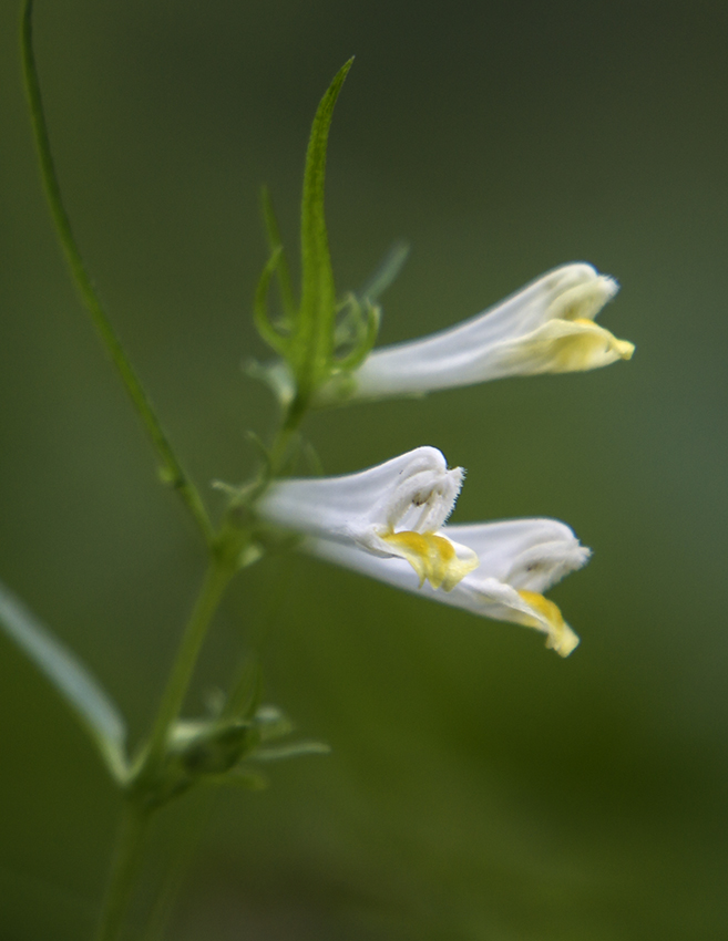 Изображение особи Melampyrum laciniatum.