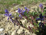 Polygala amarella