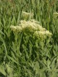 Cardaria draba