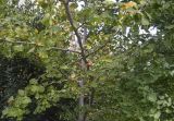 Ginkgo biloba