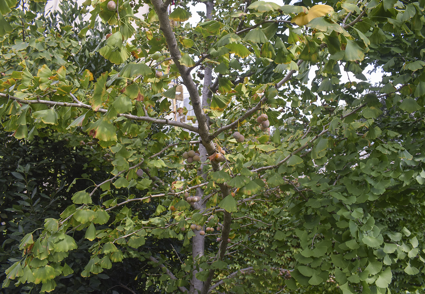 Изображение особи Ginkgo biloba.