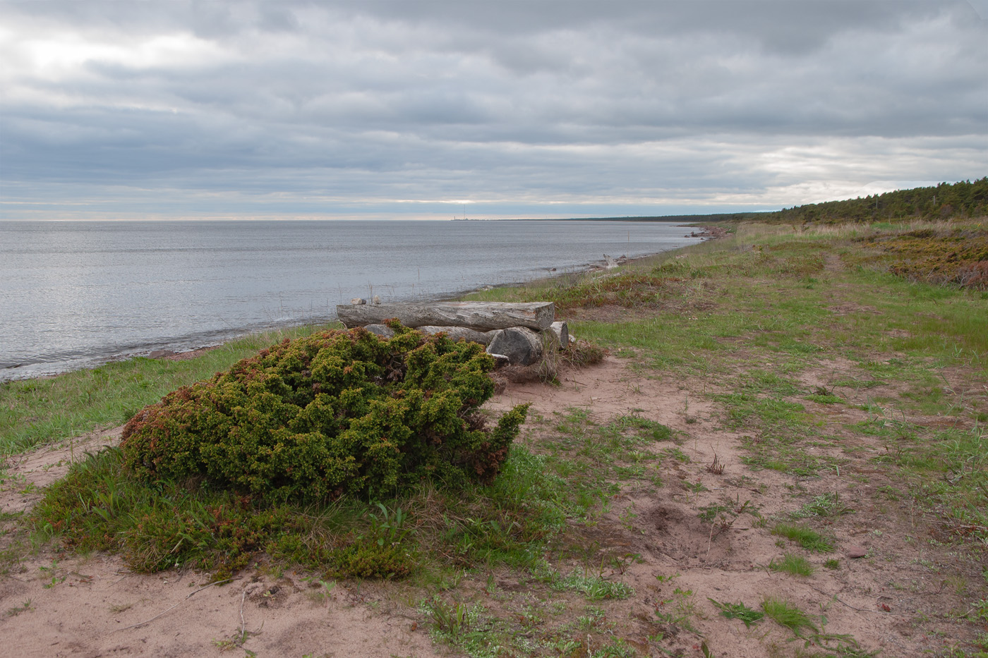Изображение особи Juniperus sibirica.