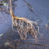 Image of taxon representative. Author is Григорий Токарев