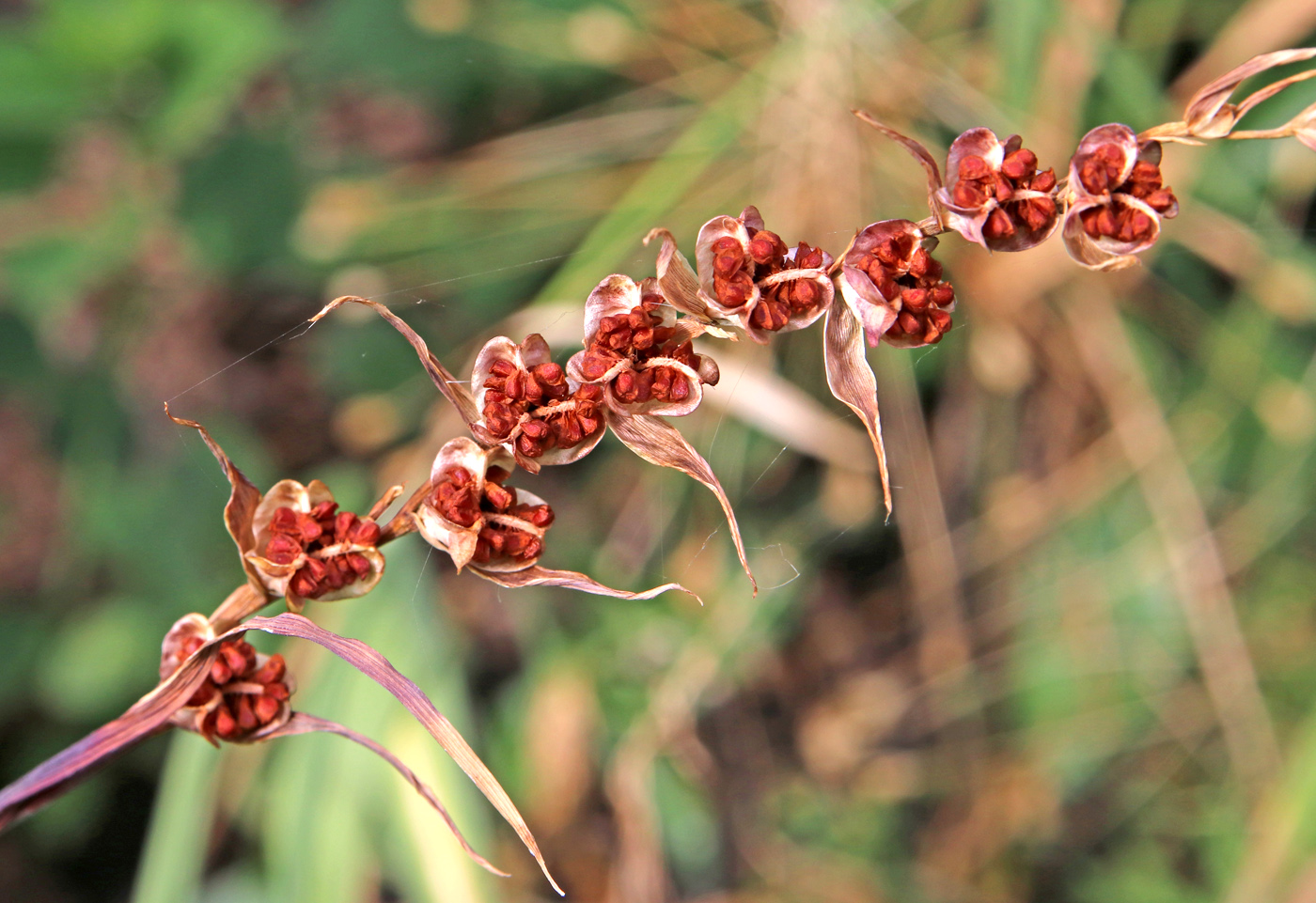 Image of Gladiolus tenuis specimen.
