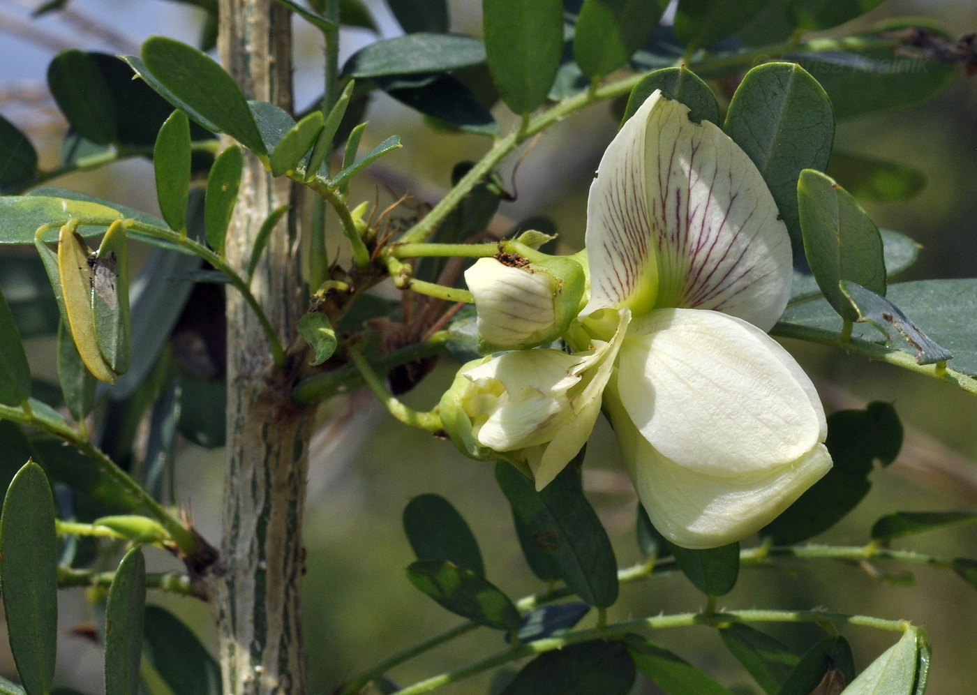 Изображение особи семейство Fabaceae.