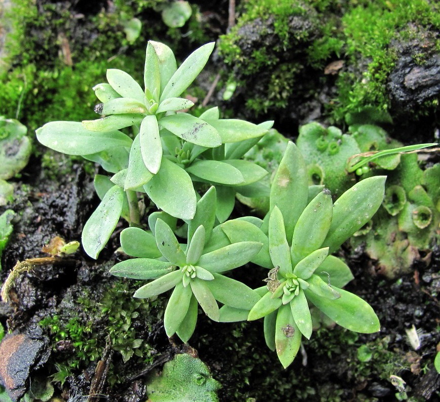 Изображение особи Linaria vulgaris.