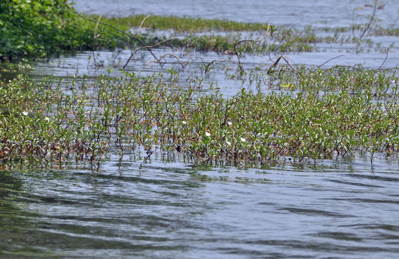 Изображение особи Ludwigia adscendens.