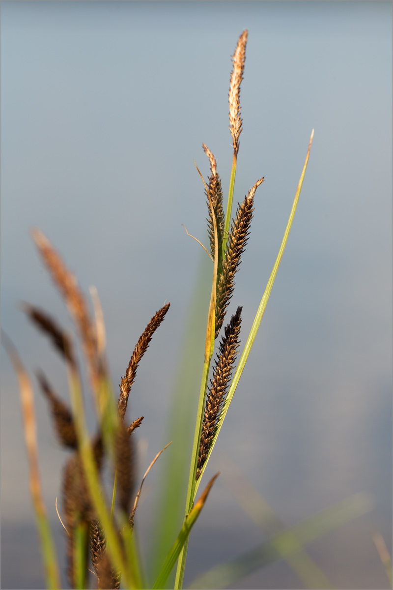 Image of genus Carex specimen.