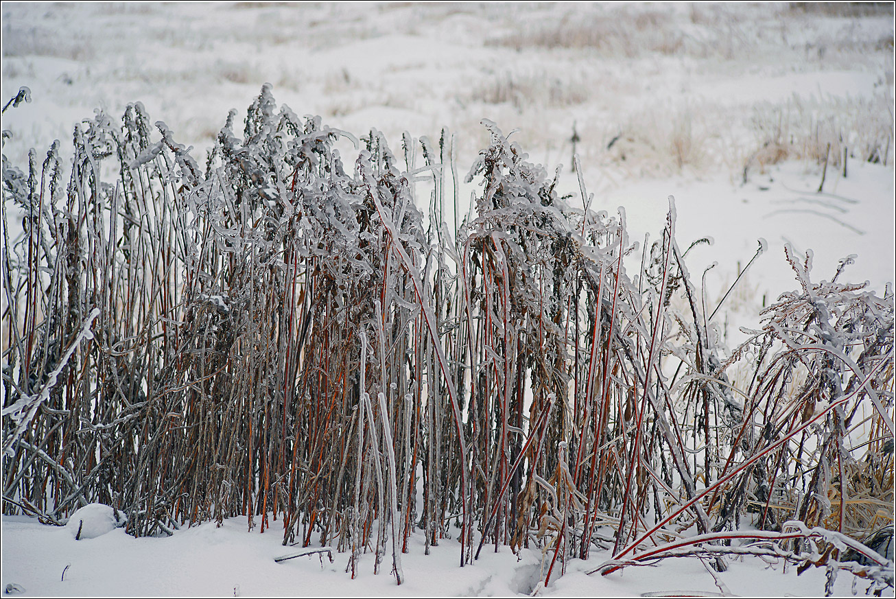 Изображение особи Artemisia vulgaris.