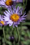 Aster serpentimontanus. Соцветие. Белгородская обл., пос. Ракитное, ул. Сосновая, 2, в культуре (происхождение — Башкортостан). 12 мая 2024 г.