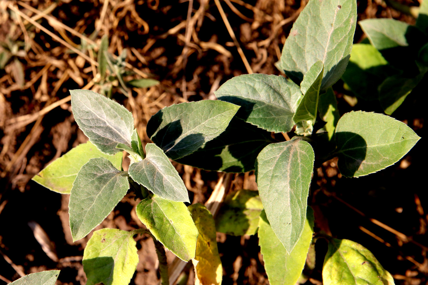Image of genus Rudbeckia specimen.