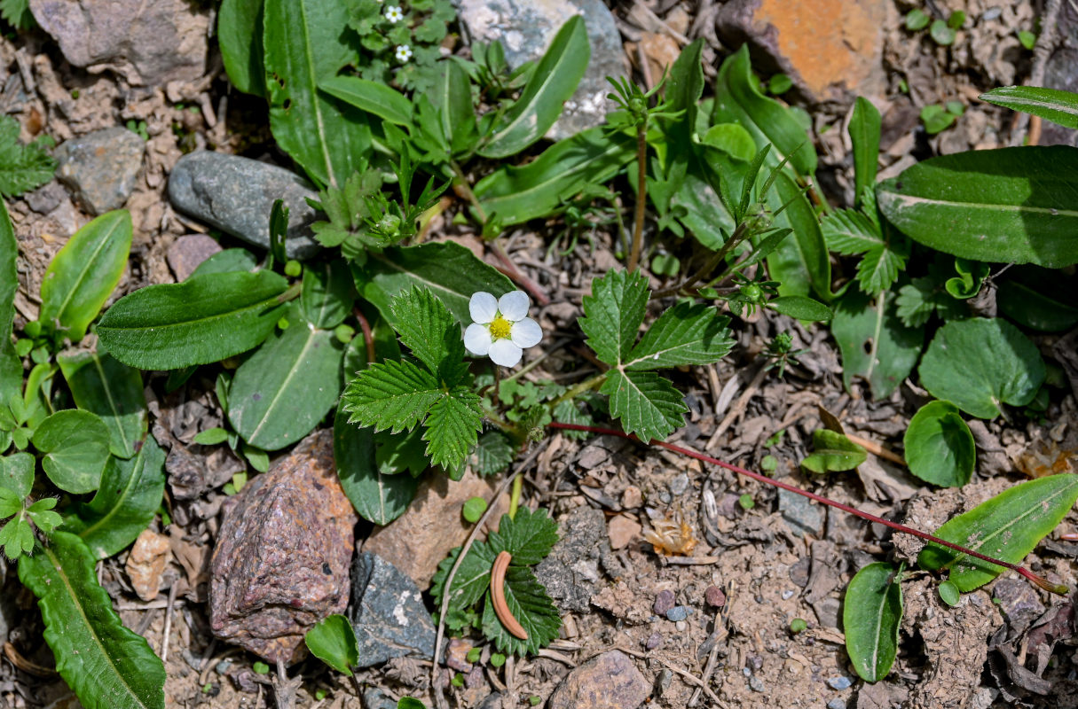 Image of genus Fragaria specimen.