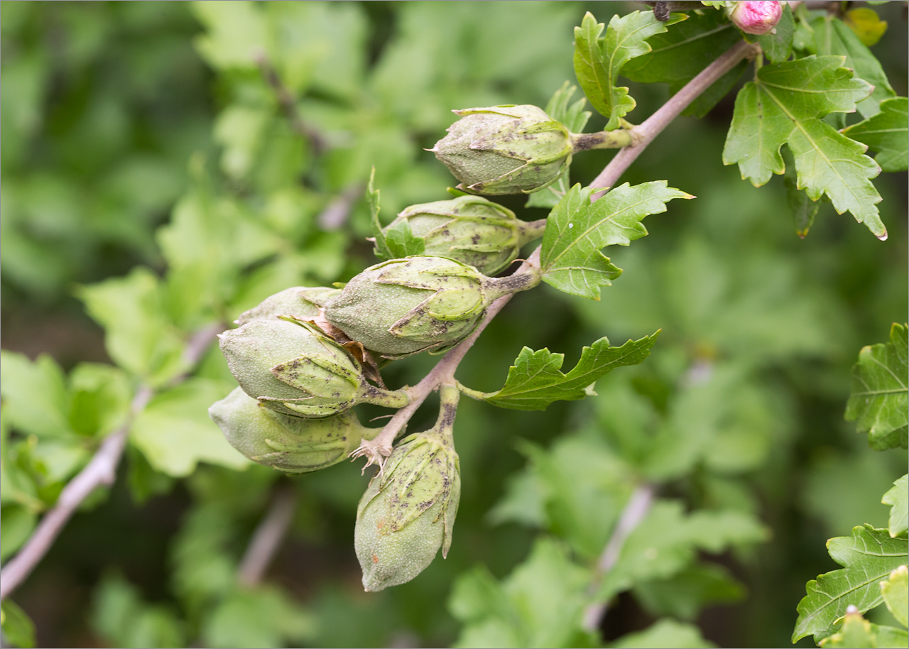 Изображение особи Hibiscus syriacus.