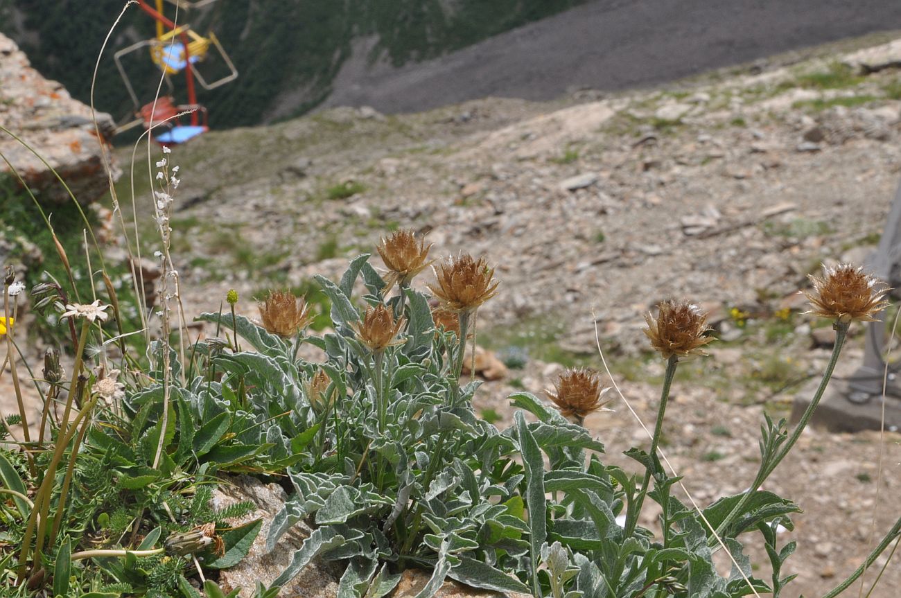 Изображение особи Psephellus caucasicus.