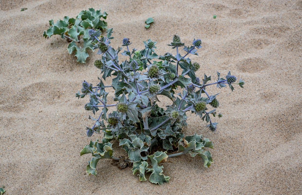 Изображение особи Eryngium maritimum.