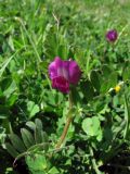 Vicia cordata