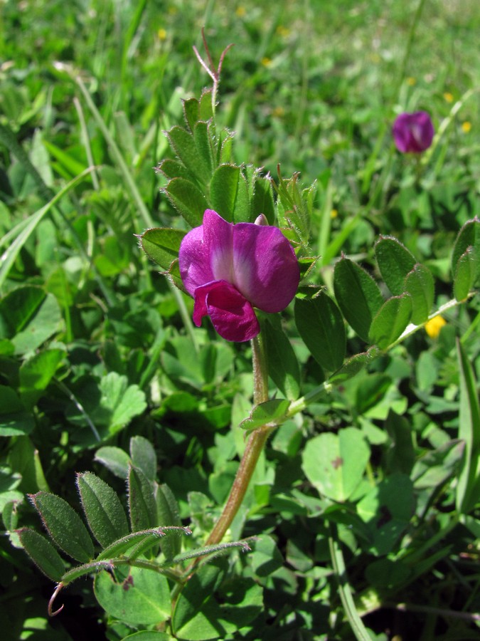 Изображение особи Vicia cordata.