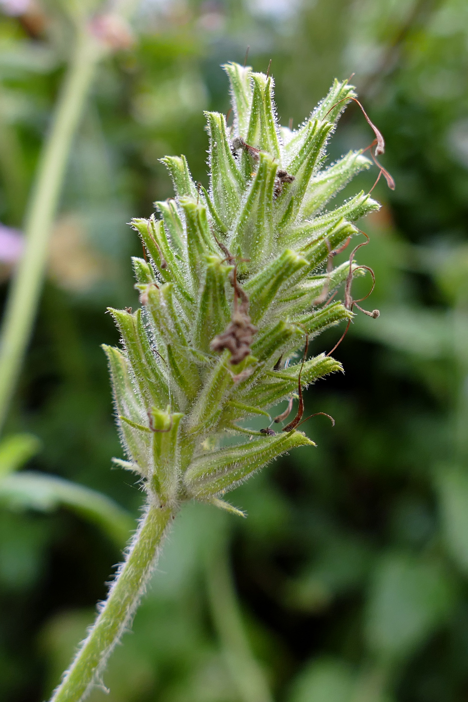 Изображение особи Glandularia × hybrida.
