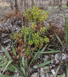 Ilex × meserveae. Вегетирующее растение, заросшее Vinca major; на переднем плане - Yucca filamentosa. Волгоград, Красноармейский р-н. 26.03.2026.