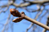 Aesculus hippocastanum. Верхушка побега с проснувшимися почками (центральная, вероятно, генеративная). Санкт-Петербург, Кировский р-н, в уличном озеленении. 16.04.2026.