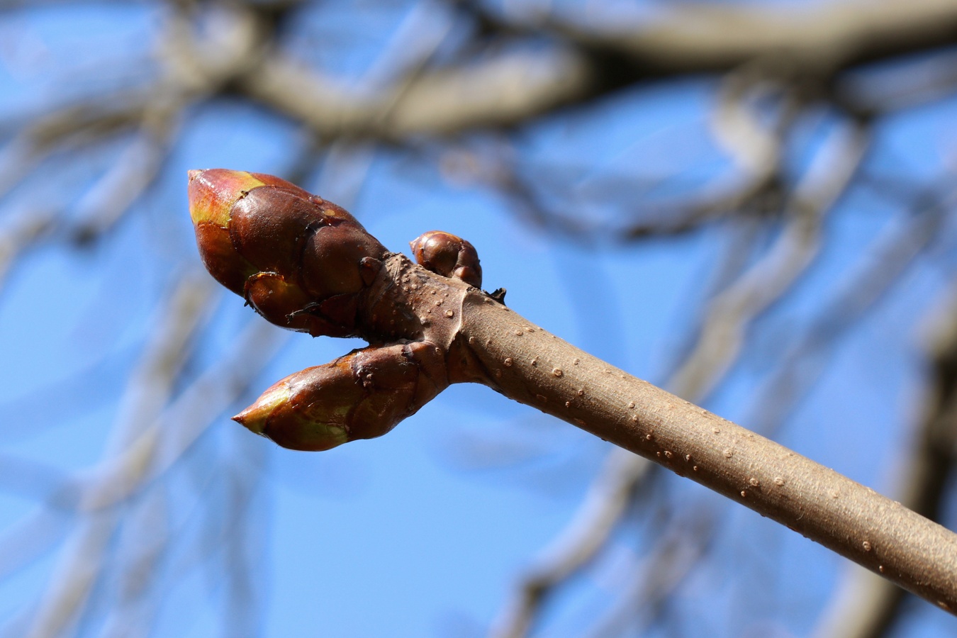 Image of Aesculus hippocastanum specimen.