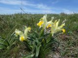 Juno orchioides. Цветущее растение. Казахстан, Туркестанская обл., хр. Таласский Алатау, буферная зона запов. Аксу-Жабаглы, плато Таскора. 27 апреля 2026 г.