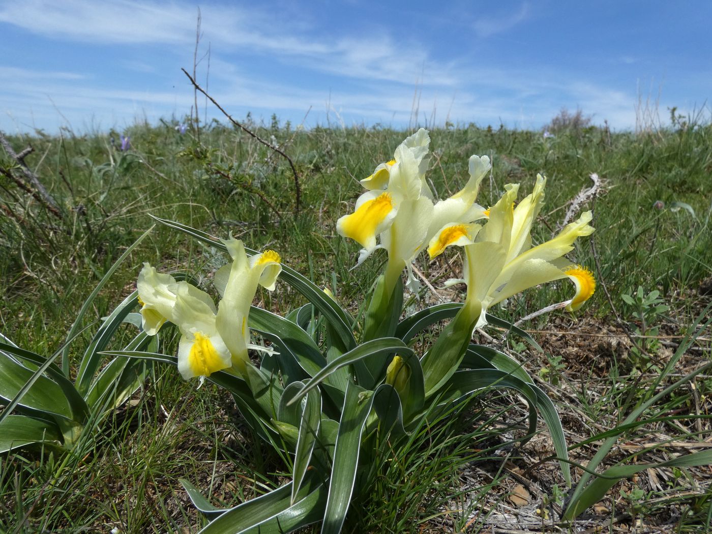 Изображение особи Juno orchioides.
