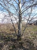 Populus subalpino-sajanensis. Основание ствола 16-летнего дерева с базальными вверх направленными ветвями, формирующие форму близкую к кустарникам. Красноярский край, Ермаковский р-н, пос. Танзыбей, в культуре. 25.04.2026.