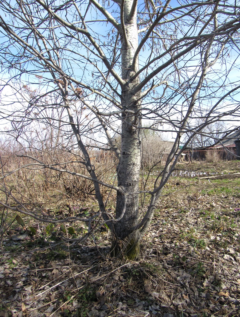 Image of Populus subalpino-sajanensis specimen.