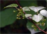 Actinidia kolomikta. Часть ветви с бутонизирующим соцветием. Московская обл., Раменский р-н, окр. дер. Хрипань, садовый участок. 03.06.2026.