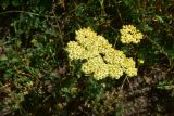 genus Achillea