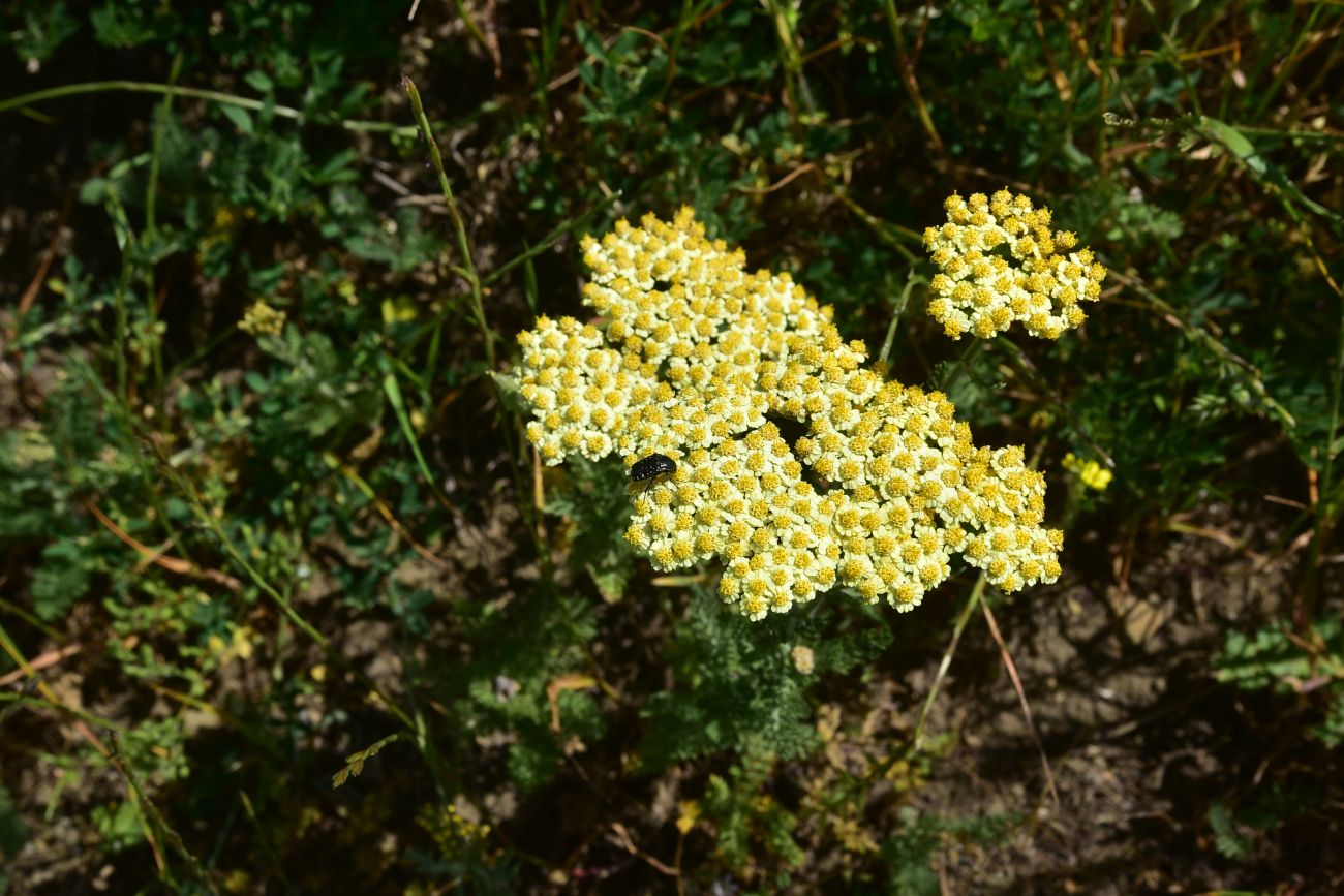 Image of genus Achillea specimen.