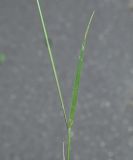 Hordeum jubatum. Часть стебля с листом. Московская обл., ГО Подольск, мкр-н Климовск, газон. 29.06.2026.