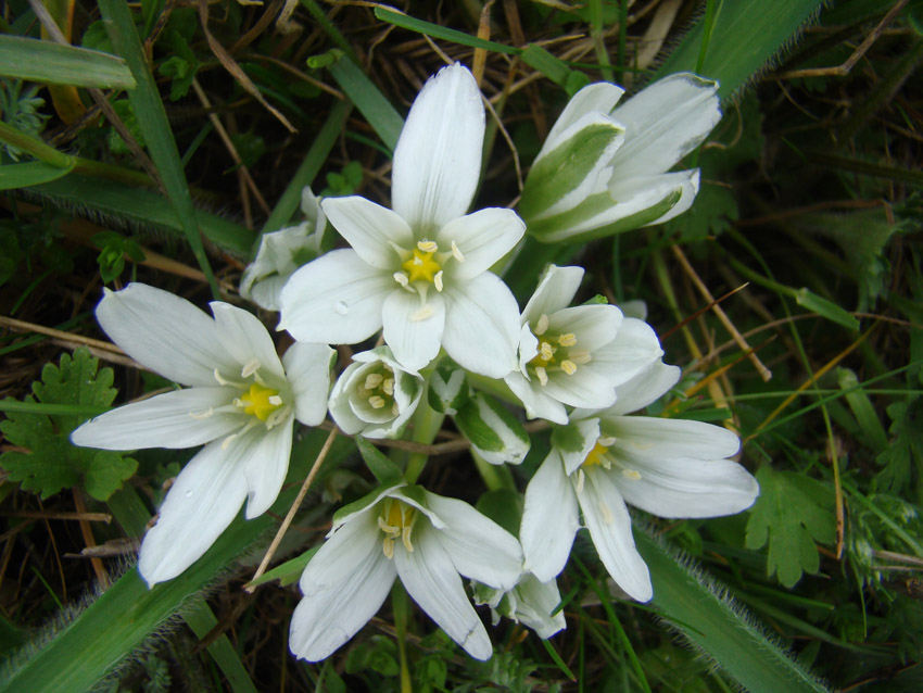 Изображение особи Ornithogalum fimbriatum.