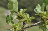 Rhamnus cathartica. Часть ветви с соцветиями. Крым, г. Симферополь, окр. мкр-на Пневматика, куэста, каменистая осыпь. 21.05.2026.