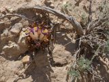 genus Orobanche