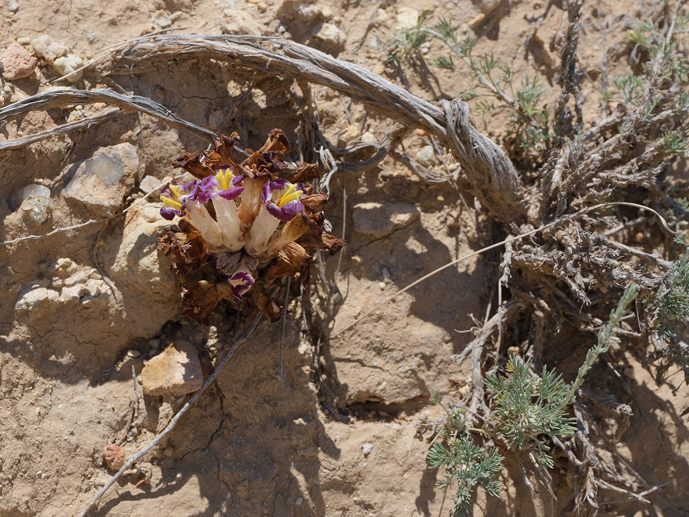 Image of genus Orobanche specimen.