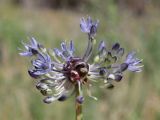 Allium caeruleum