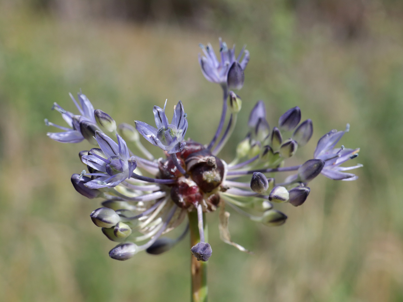Image of Allium caeruleum specimen.