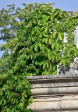 Parthenocissus quinquefolia. Ветви расцветающего растения. Португалия, округ Коимбра, г. Кондейша-а-Нова, в культуре. 14.06.2026.